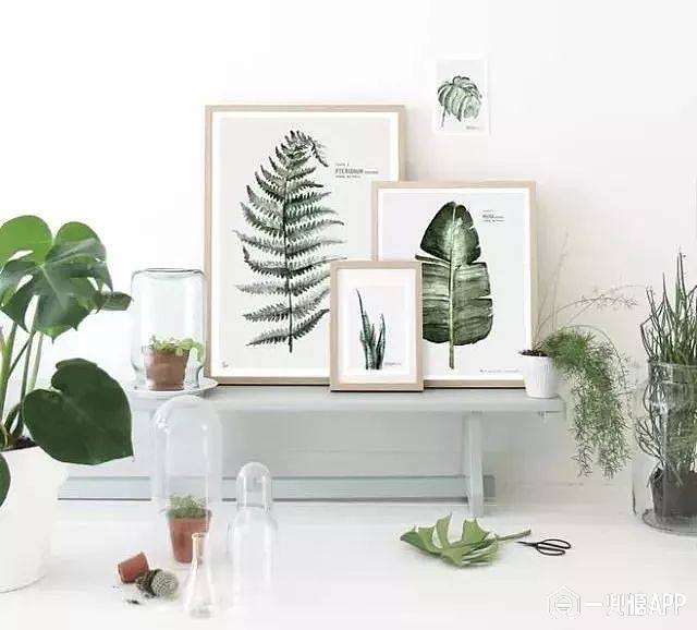 怎么把ins上的网红绿植搬回家