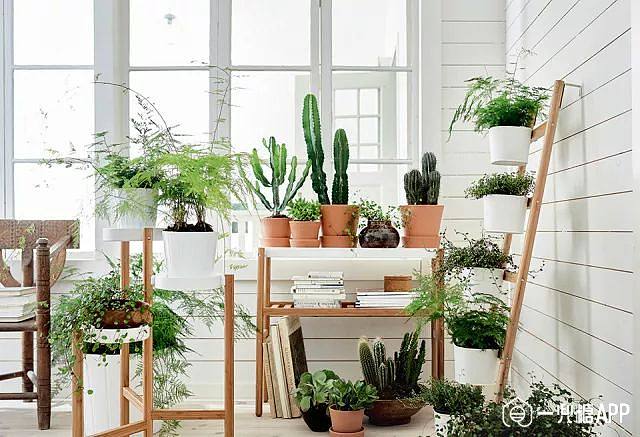 50个实用案例,教你低成本布置绿植空间