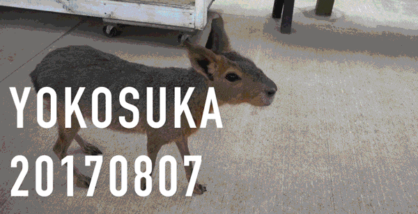 5b96281db19aa.gif!ori