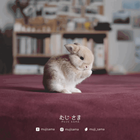 5c456c85691d1.gif!ori