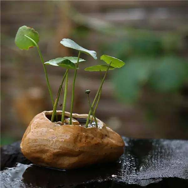 怎么才能长出苔藓 5c4ff91b1af44.jpg!b710