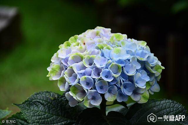 5c7212145184a.jpg!710