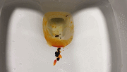 5cee51864ddcb.gif!ori
