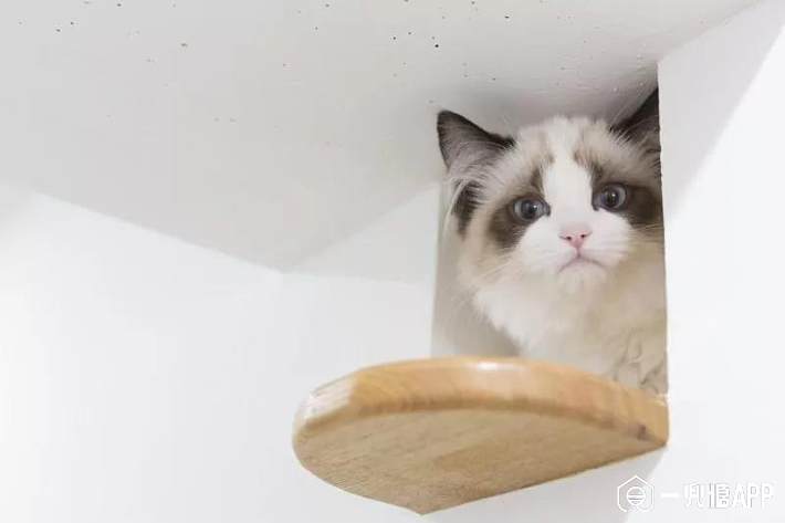 5b66636e16334.jpg!710