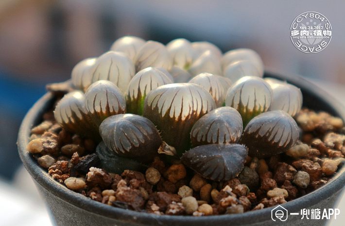 5be5109ee80a4.jpg!710