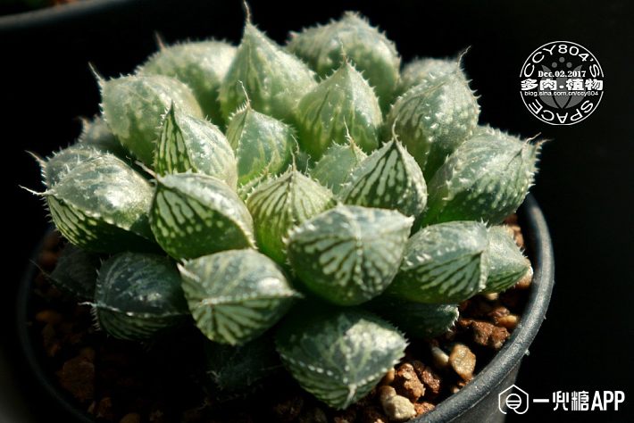 魔法师多肉怎么栽 5be510e26dda2.jpg!710