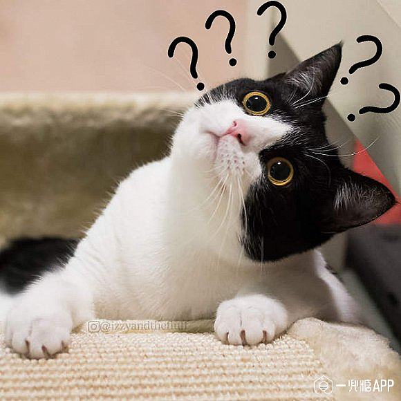 关于卖猫的沙雕文案图片,关于卖猫的沙雕文案图片大全