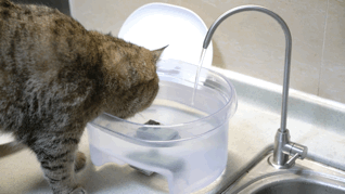 IMG_6374.GIF!ori