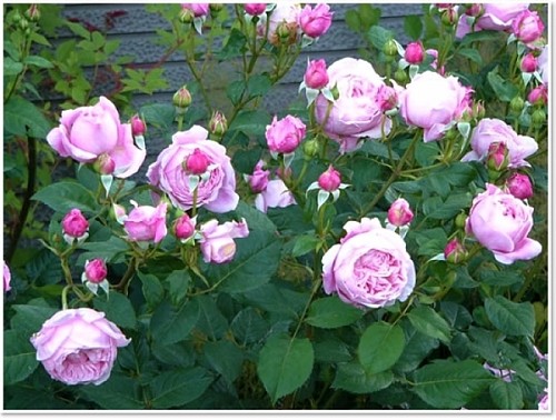 【苏州岁月静好月季园 实体店】欧月 自由精神