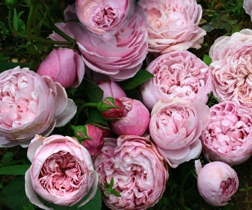 【苏州岁月静好月季园 实体店】欧月 自由精神