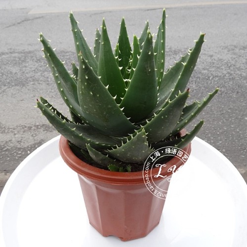 【实物拍摄】芦荟植物盆栽 去除甲醛苯净化空