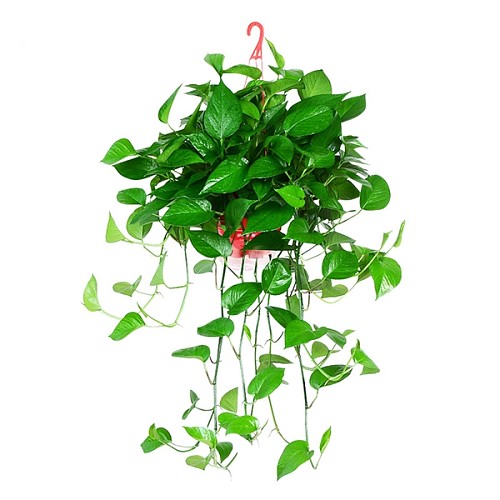 绿航绿萝花卉盆栽绿植物室内客厅水培吸甲醛大