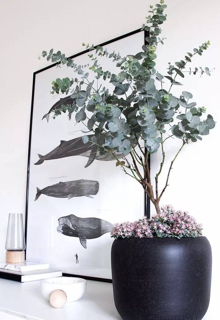 嗅觉发育类花园植物推荐一:银叶桉(eucalyptus cinerea) 上次