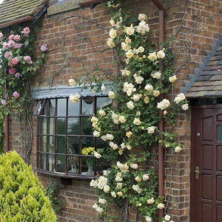 下班回家直奔阳台,那里种着我的红玫瑰和白玫瑰(阳台庭院玫瑰种植指南