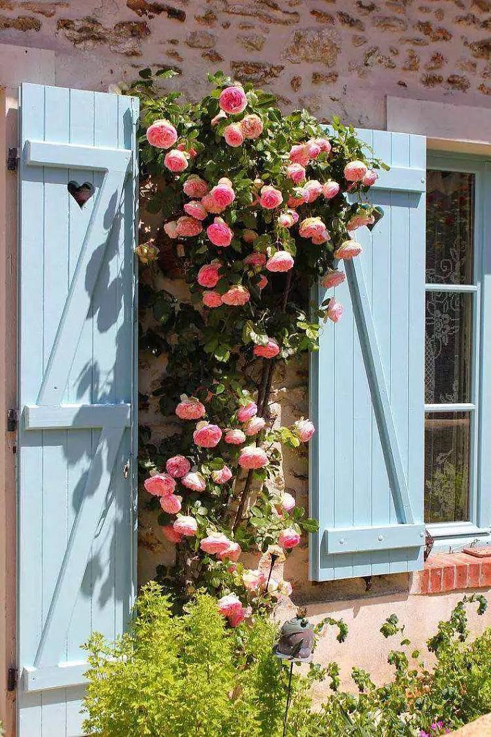 早上起床直奔阳台,下班回家直奔阳台,那里种着我的红玫瑰和白玫瑰