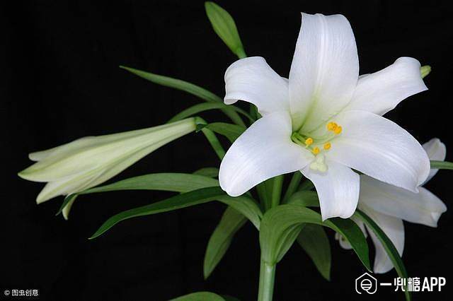 百合花的香气会令人过度兴奋而引起失眠.