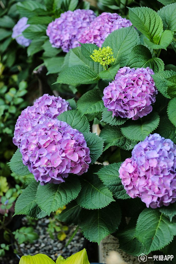 绣球花:初夏紫阳,植物主题与软装选择 | 一兜糖 - 家居装修生活平台