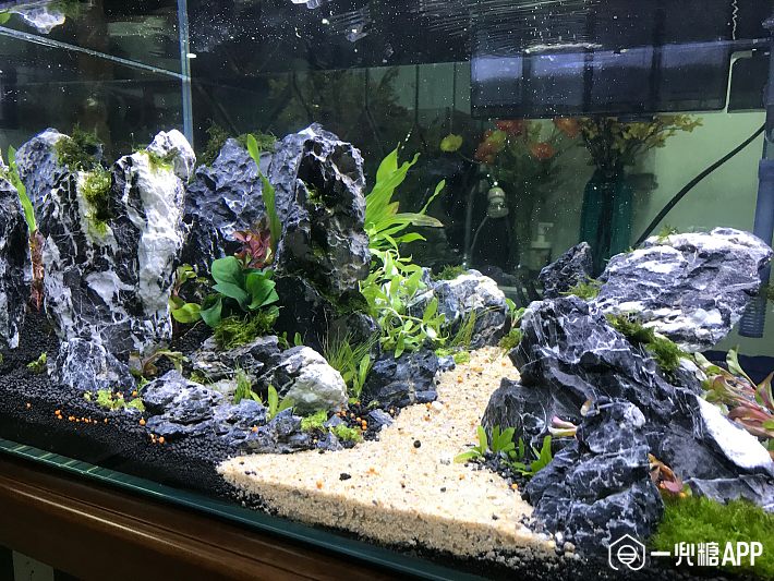 玄关鱼缸造景大揭秘