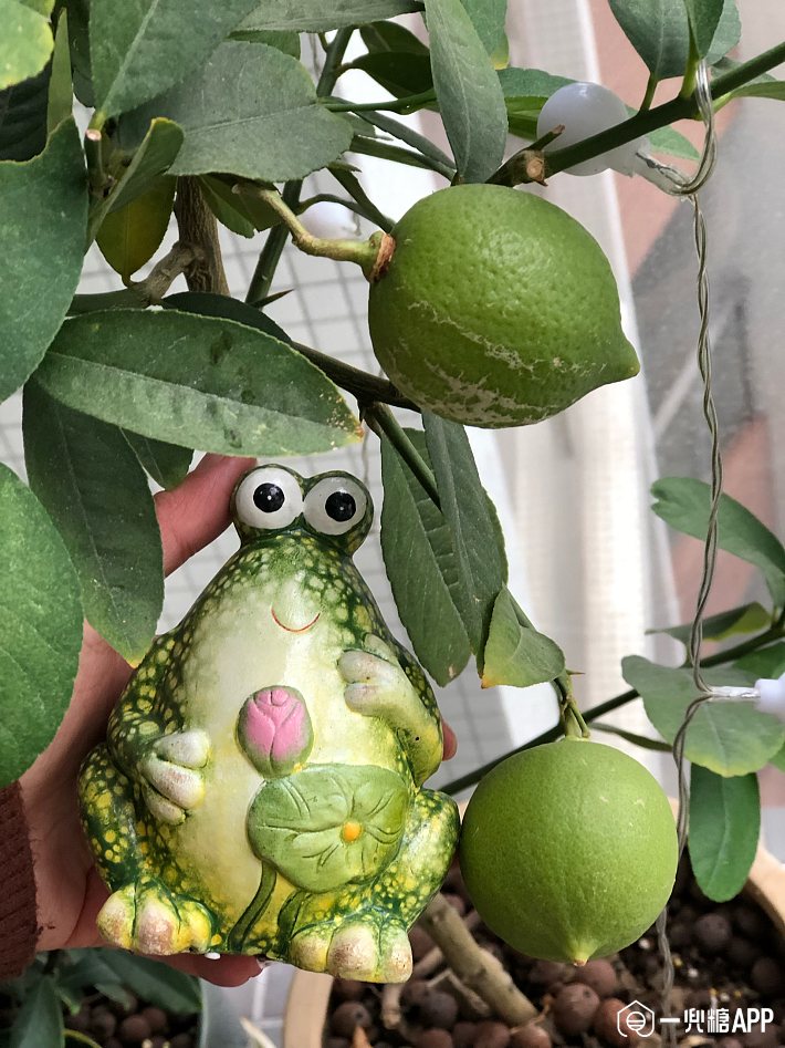 柠檬树是自花授粉