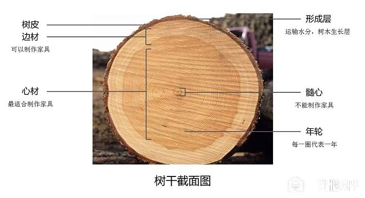 木头的横切面分析图图片