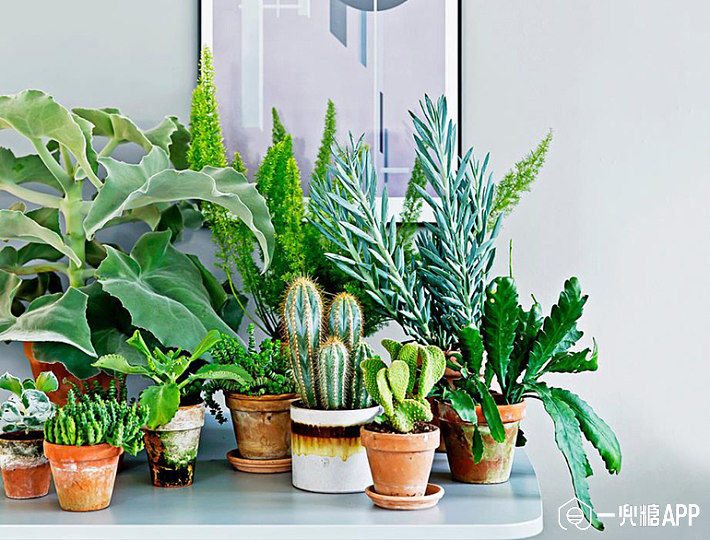 春日养花大作战,给你的家多添一份绿,10款北欧风绿植推荐!